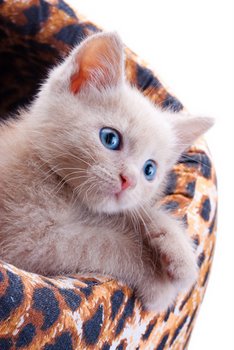 A newly adopted kitten with cat insurance sits in a bed.